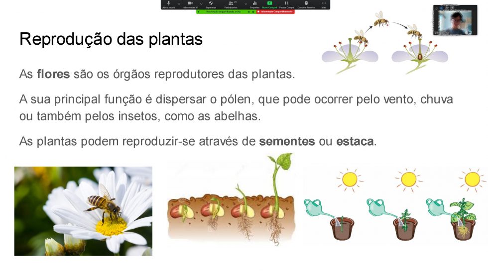 Que Grupo De Plantas Não Apresenta Tecido Condutor